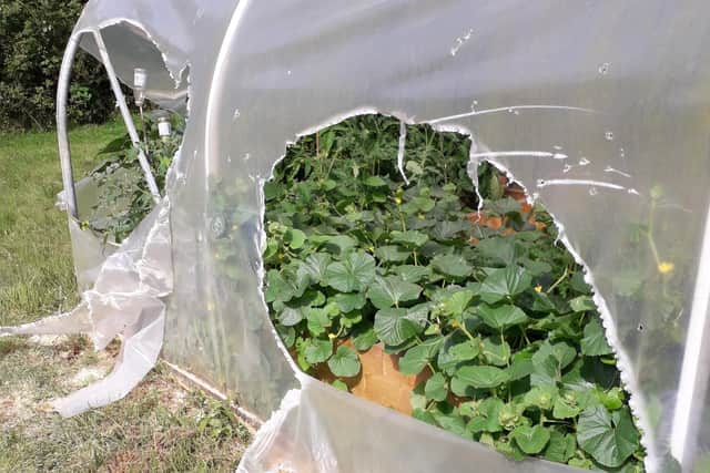 The ripped polytunnel caused by vandals at Melton Community Allotment EMN-210817-155907001
