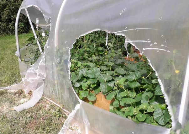 The ripped polytunnel caused by vandals at Melton Community Allotment EMN-210817-155907001