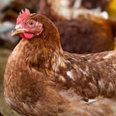 Poultry, which are included in the new bird flu restrictions