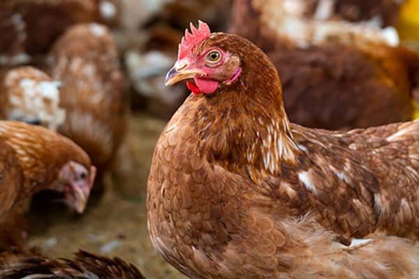 Poultry, which are included in the new bird flu restrictions
