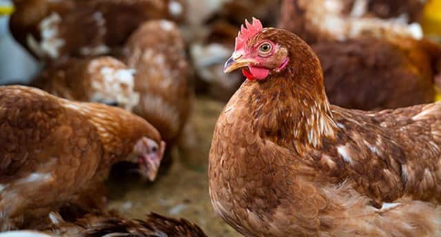 Poultry, which are included in the new bird flu restrictions