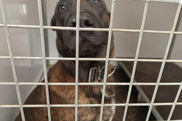 One of the military working dogs in its heated kennel at the DATR base