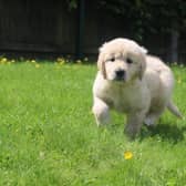 A seven-week-old guide dog puppy running through a field - 20 Melton homes are needed for guide dog pups
