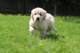 A seven-week-old guide dog puppy running through a field - 20 Melton homes are needed for guide dog pups