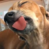 This time, the beacons will be home to pooches of Leicester.
