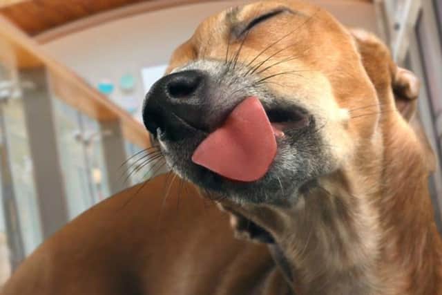 This time, the beacons will be home to pooches of Leicester.