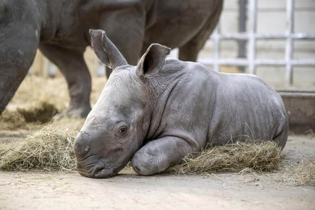 Baby southern white rhino Malaika.