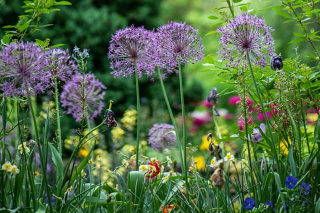 The beautiful gardens of Willoughby on the Wolds will be open again on Sunday, 16th June.