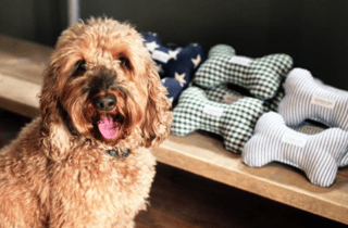 A luxury dog boutique has opened at Belvoir Retail Park