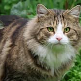 Could you be accidentally attracting cats? Animal News Agency