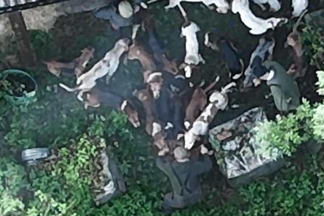 Drone footage captured during a Quorn Hunt meet on Friday DRONE IMAGE Northants Hunt Saboteurs