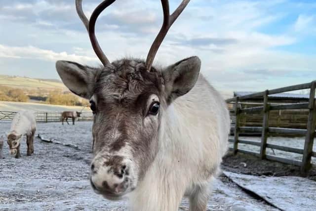 Meet the reindeer in Belvoir Retail Village