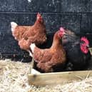 Poultry pet owners are advised to guard against bird flu