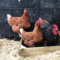 Poultry owners advised to take precautions to protect against bird flu