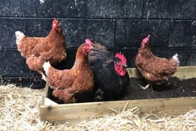 Poultry pet owners are advised to guard against bird flu