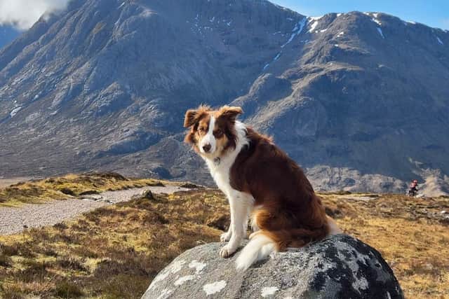 Moss takes a rest at Buchaille Etive Mor in Scotland