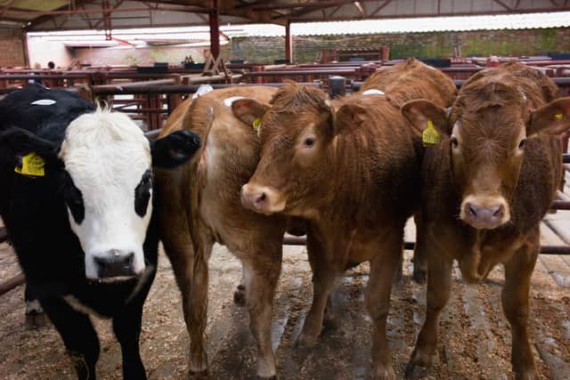 Cattle pictured at a market in 2013 (Photo by Ian Forsyth/Getty Images)