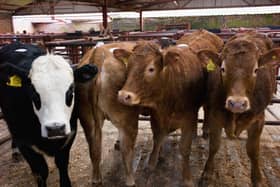 Cattle pictured at a market in 2013 (Photo by Ian Forsyth/Getty Images)
