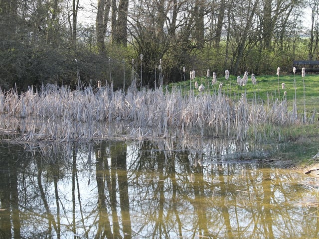 Wetland habitat to help waders and other wildlife