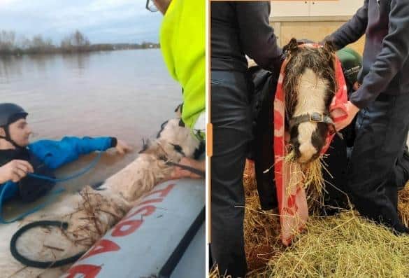 A horse is rescued on Will Moir's boat (left) and others try to warm up one of the rescued horses after it was rescued from the flooded field