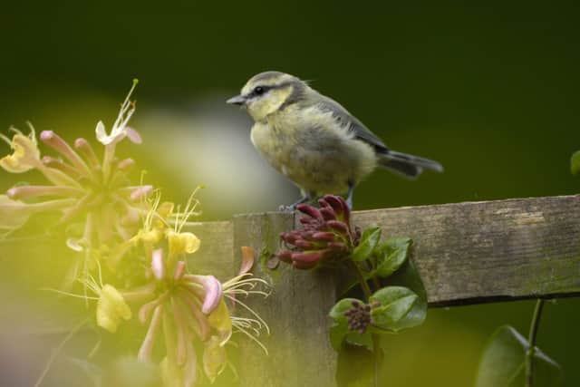 Blue tit Parus caeruleus, juvenile, perched on garden trellis with flowering honeysuckle