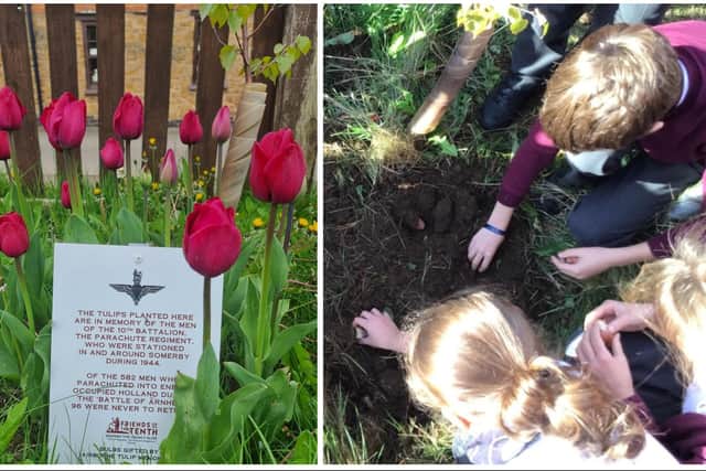 The tulips which have flowered (left) at Somerby School in honour of fallen paratroopers and (right) pupils pictured planting the bulbs