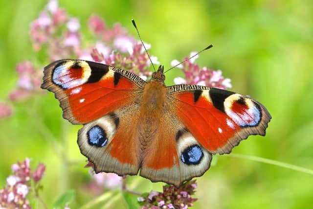 The Peacock butterfly which was recently voted Leicestershire's favourite butterfly