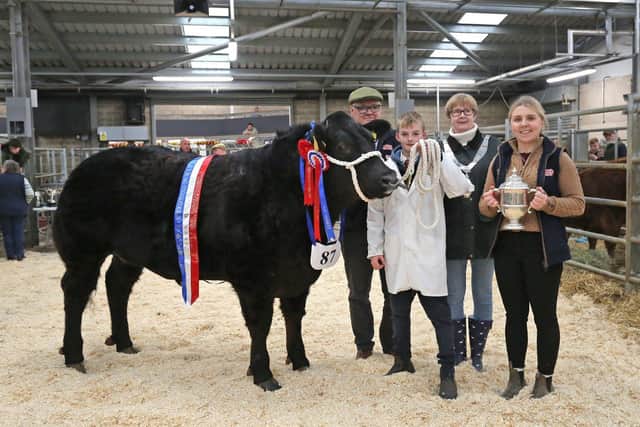 The Young Stock Person Challenge Cup Champion Beast - a Limousin X Steer entered by J Ketley, of Colchester