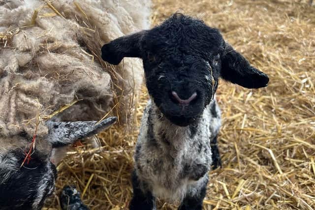 One of the new lambs delivered at SMB College Group's Brooksby campus farm