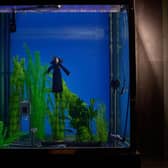 How did the actors stay underwater? Find out special effects secrets at The Backlot Stage show