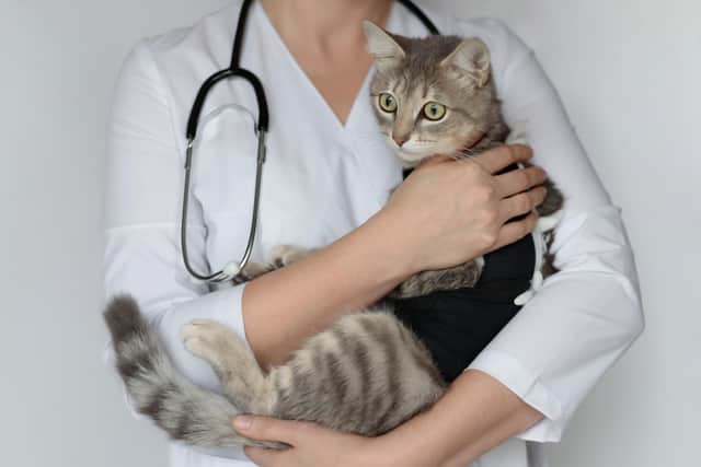 Protecting pets health through spaying (photo: Adobe)