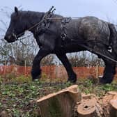 Donk, the Belgian draught horse, help with the Grantham Canal restoration project