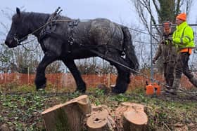 Donk, the Belgian draught horse, help with the Grantham Canal restoration project