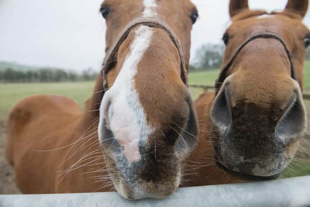 Alpen and Texas at Mick Appleby's Langham racing stables
