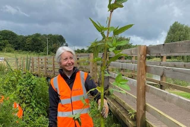 FOMCP volunteer shows just how tall Himalayan Balsam grows!
