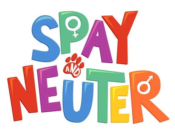 Spaying pets helps to protect them from infection (photo: Adobe)