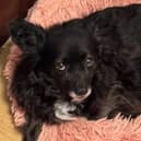 Mila, who is recovering after spinal surgery