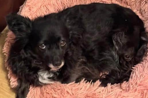 Mila, who is recovering after spinal surgery