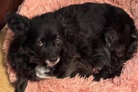 Mila, who is recovering after spinal surgery