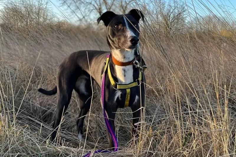 Betty is a beautiful four year old lurcher who is still a young pup at heart.