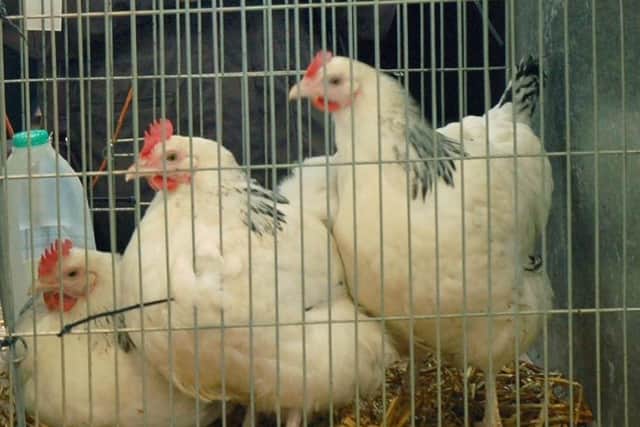 Bird keepers in Leicestershire and Rutland are being advised to house their birds to prevent avian flu spread