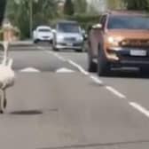 Runaway Rhea causes havoc in UK village.