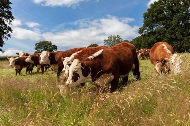 Cattle grazing the fields