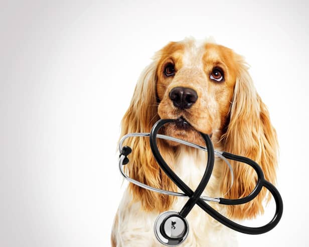 More than half of vets (52 per cent) said the number of clients reporting difficulty covering the cost of preventative veterinary care for their animal had increased compared to 2021 (photo: Adobe)