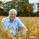 Sir David Attenborough says nature in the British Isles can be as dramatic and spectacular as anything else he’s seen across the world