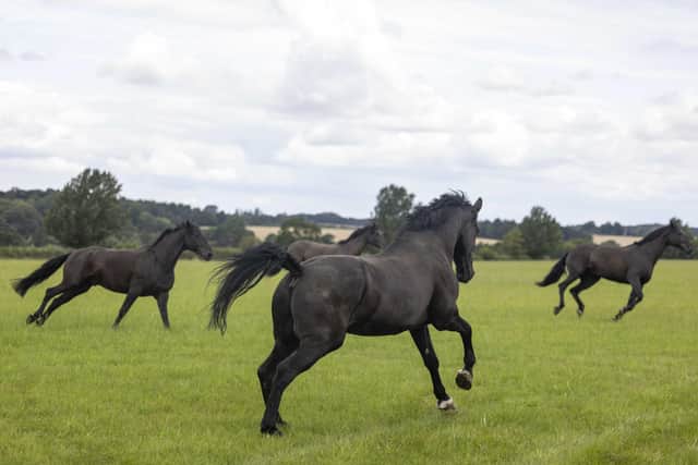 Horses frolic in the fields around the Melton base after arriving from their London barracks for the summer holidays