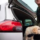 A new report has found that over 20,000 dogs have been stolen in the UK between 2014 and 2024.
