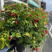 One of the floral displays on Sherrard Street which helped Melton In Bloom win the Gold Award