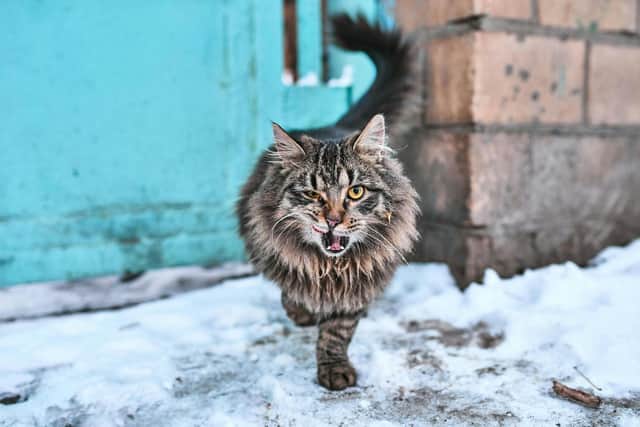 Do you have a grumpy cat with star quality? Animal News Agency