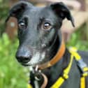 DANCER Dancer is a gorgeous Lurcher, who is looking for his forever home to settle down into. He is always full of joy and excitement when greeting his favourite people, and  always wants to greet other dogs out and about.